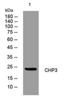 CHP3 rabbit pAb