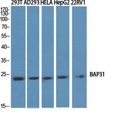 BAP31 rabbit pAb
