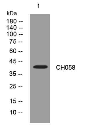 CH058 rabbit pAb