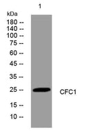 CFC1 rabbit pAb