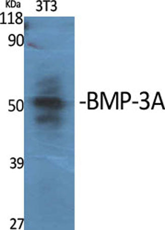 BMP-3A rabbit pAb 50µL/100µL