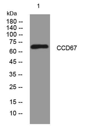 CCD67 rabbit pAb