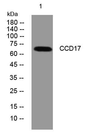 CCD17 rabbit pAb