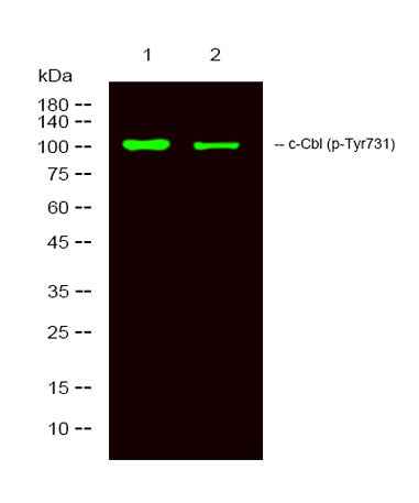 c-Cbl (phospho-Tyr731) rabbit pAb