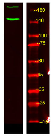 c-Abl (phospho-Tyr89) rabbit pAb 50µL/100µL