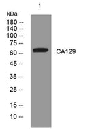 CA129 rabbit pAb
