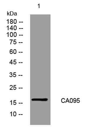 CA095 rabbit pAb