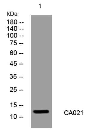 CA021 rabbit pAb