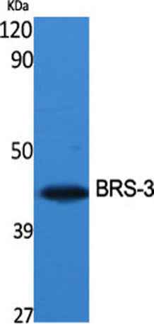 BRS-3 rabbit pAb
