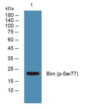Bim (phospho-Ser77) rabbit pAb