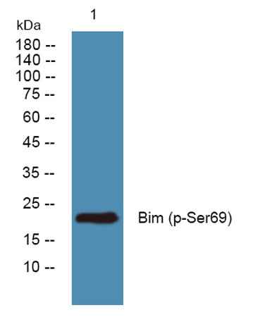 Bim (phospho-Ser69) rabbit pAb