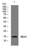 BEX2 rabbit pAb