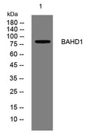 BAHD1 rabbit pAb