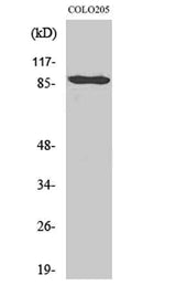 Cadherin-9 rabbit pAb