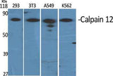 Calpain 12 rabbit pAb