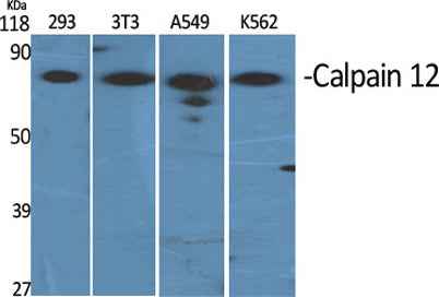 Calpain 12 rabbit pAb