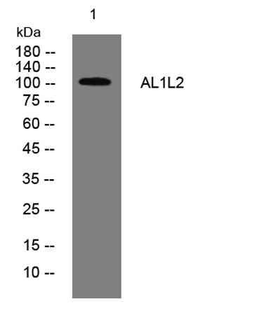 AL1L2 rabbit pAb