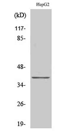 CCRL1 rabbit pAb