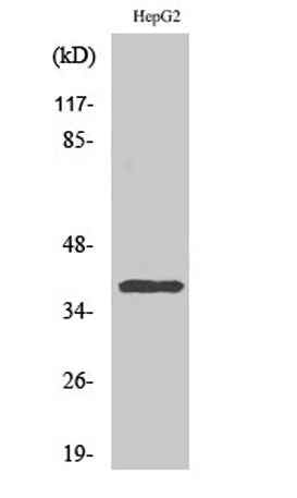 CCRL2 rabbit pAb
