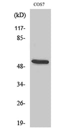 CD2BP2 rabbit pAb 50µL/100µL