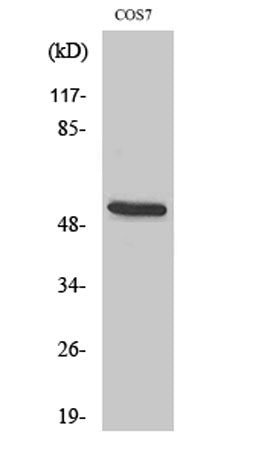 CD2BP2 rabbit pAb 50µL/100µL