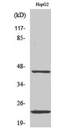 CD83 rabbit pAb