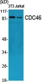 CDC46 rabbit pAb
