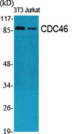 CDC46 rabbit pAb