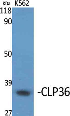CLP36 rabbit pAb
