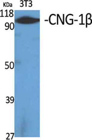 CNG-1β rabbit pAb