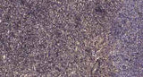 NFAT1 (Phospho Ser326) rabbit pAb