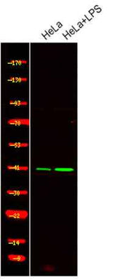 c-Jun (Phospho Ser249) rabbit pAb