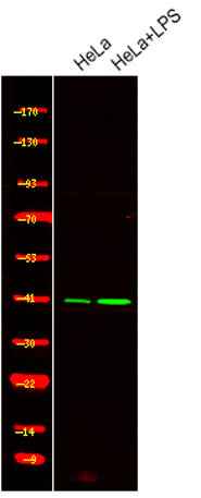 c-Jun (Phospho Ser249) rabbit pAb