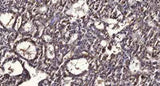 PPAR α (Phospho Ser21) rabbit pAb