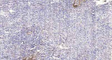 Smad1 (Phospho Ser214) rabbit pAb