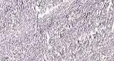 Smad2 (Phospho Ser245) rabbit pAb