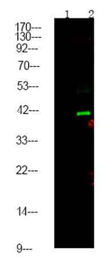 CtBP1/2 (Phospho Ser158/164) rabbit pAb