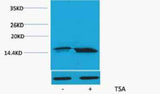 Histone H3 (Acetyl Lys56) rabbit pAb
