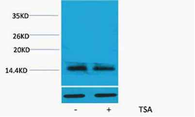Histone H2A.X (Acetyl Lys5) rabbit pAb