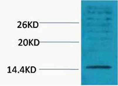 Histone H3 (Di Methyl Lys18) rabbit pAb