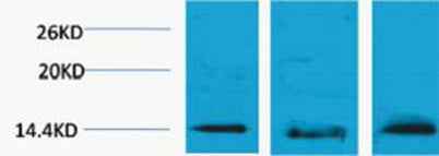 Histone H2B (Tri Methyl Lys5) rabbit pAb
