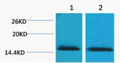 Histone H2B (Tri Methyl Lys43) rabbit pAb