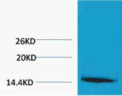 Histone H1 (Tri Methyl Lys25) rabbit pAb