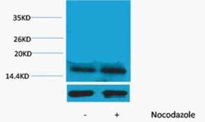 Histone H3 (Phospho Thr45) rabbit pAb