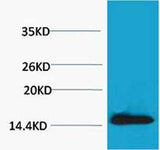Histone H2A.X (Phospho Tyr142) rabbit pAb