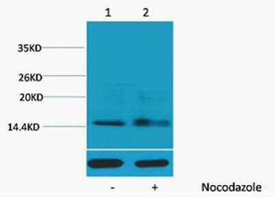 Histone H1 (Phospho Ser1) rabbit pAb