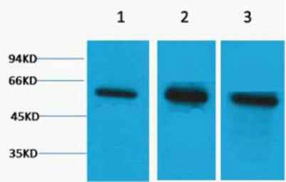 β Tubulin rabbit pAb