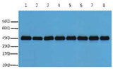 Plant-actin rabbit pAb