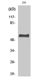 CstF-64 rabbit pAb