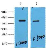 MeCP2 rabbit pAb